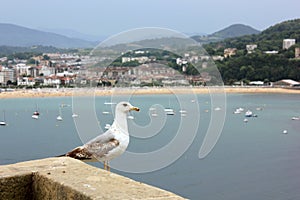 A seagull looking across the water