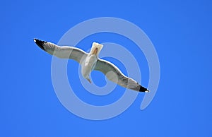 A Seagull Looking Around