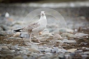 Seagull looking at camera