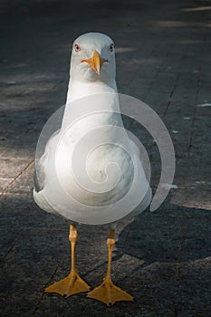 Seagull looking at camera