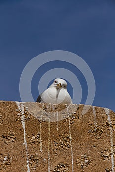 Seagull looking at camera