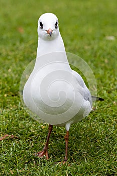 A seagull looking at camera