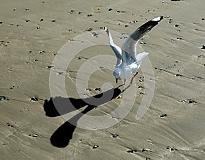 Seagull looking for food.