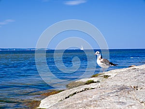 Gaviota buscando adelante 