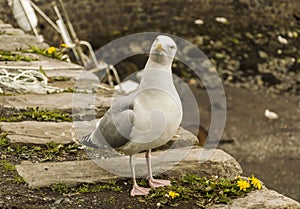 Seagull looking inquiring