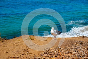 Seagull looking at the ocean around Long Beach, California. California is known with a good wether.