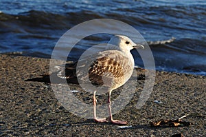 Seagull looking at the ocean from a pier