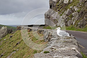 A seagull looking out to sea on rugged stone wall along Slea Head Drive in Dingle, Ireland