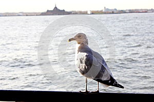 Seagull looking at the river in Battery Park in New York City