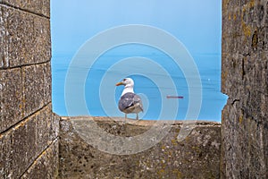 Seagull looking at the sea in Gibraltar