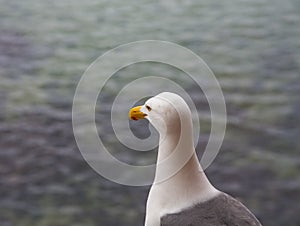 Seagull Looking at Sea