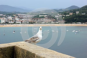 A seagull looking straight at the camera with a beautiful beach in the background