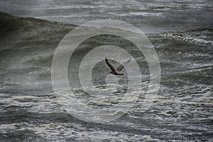 Seagull looking to Land on Cresting Wave
