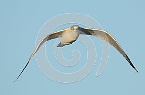 A Seagull looks around for prey just above a large school of small fish