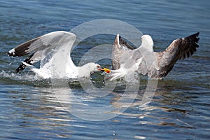 Seagull lovers photo