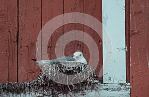 A seagull made a nest on a traditional red wooden house