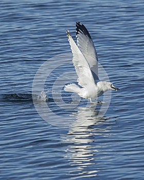 Seagull makes a splash taking flight.