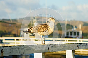 Seagull in Mangonui