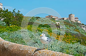 The seagull among the maquis shrubland of Bonifacio, Corsica, France