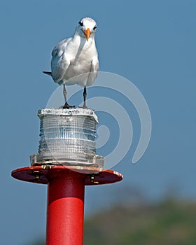Seagull on marker buoy