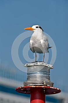 Seagull on marker buoy