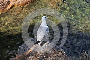 Seagull in a mediterranian costa brava creek