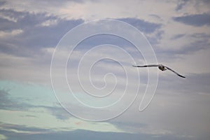 Seagull in mid flight by the waterside on Paarden Eiland beach at sunrise.