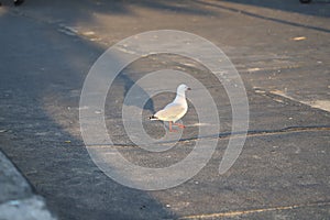 Seagull in Mission bay of Auckland in New Zealand