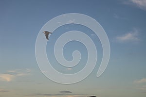 Seagull in Mission bay of Auckland in New Zealand