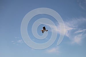 Seagull in Mission bay of Auckland in New Zealand