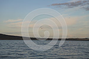 Seagull in Mission bay of Auckland in New Zealand