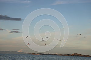 Seagull in Mission bay of Auckland in New Zealand