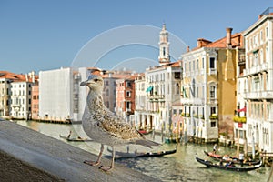 Seagull model posing on Ponte Rialto over Canal Grande in Venice, Italy