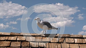 Seagull at Mono Lake California