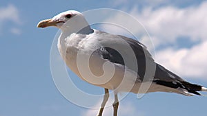 Seagull at Mono Lake California