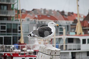 Seagull on a mooring pole in the harbour in Scheveningen at the North Sea, the Netherlands