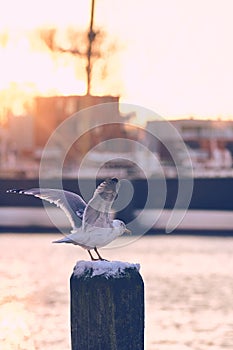 Seagull in morning sun getting ready to fly off