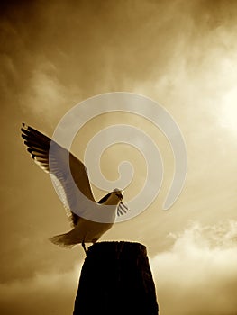 Seagull in Morro Bay photo