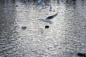 Seagull mouette over versailles lake palace june 2018