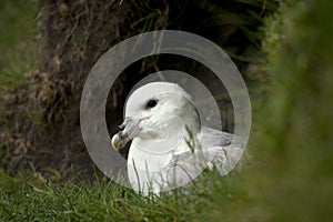Seagull on Mykines, Faroe Islands