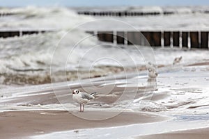Seagull in the natural environment on the Baltic Sea