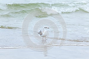 Seagull in the natural environment on the Baltic Sea