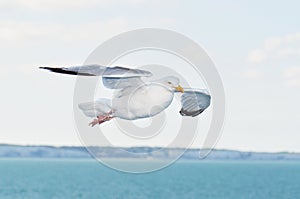 seagull in nature in flight