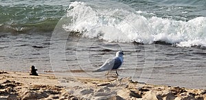 Seagull near Cairn on shore.