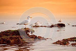 Seagull near impressive red sandstones of the Ladram bay on the Jurassic coast, a World Heritage Site on the English Channel coast