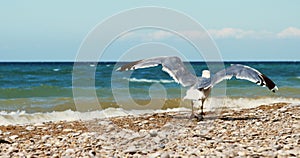 Seagull near the surf line