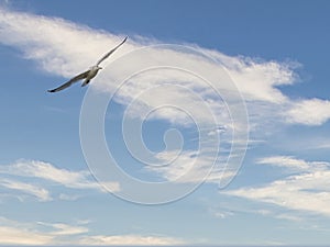 Seagull with Negative Space