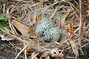 Seagull Nest