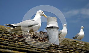 Seagull & nest