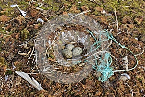 Seagull nest with the plastic rubbish on the Arctic island